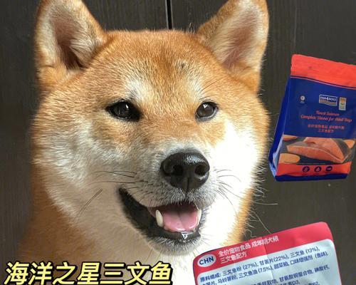 五个月的柴犬每天吃80克狗粮6的饮食习惯（宠物爱好者必看）