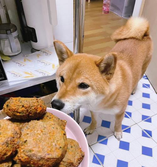 五个月的柴犬每天吃80克狗粮6的饮食习惯（宠物爱好者必看）