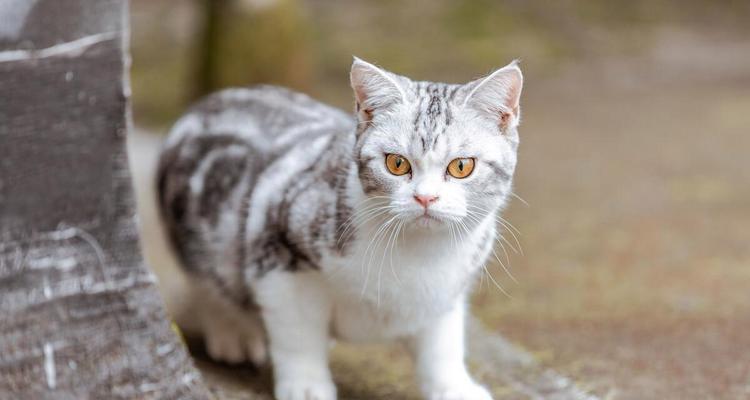 长毛猫咪的可爱与魅力（探索长毛猫咪品种的特点与养护秘诀）