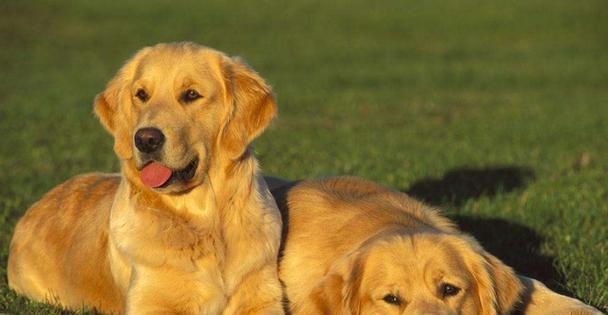 城市禁止养的犬种（了解哪些犬种在城市中不被允许养）