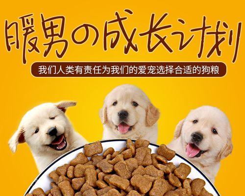 如何正确喂养成年金毛犬（健康饮食）