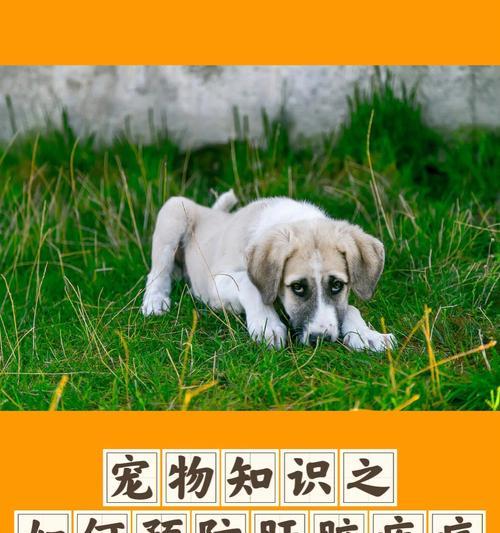 如何应对成犬发烧呕吐拉稀（宠物饮食和疾病的防治）