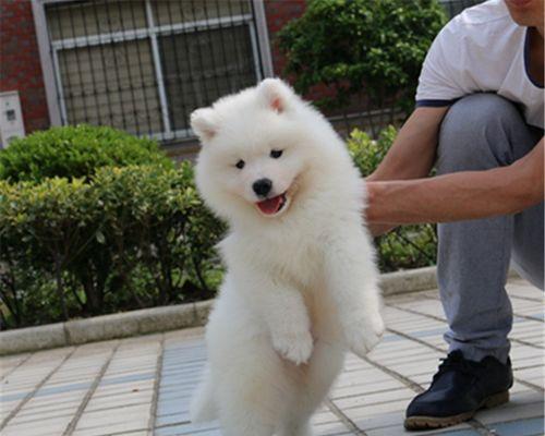 成犬萨摩怎样科学喂养（从宠物的健康和饮食两方面谈起）