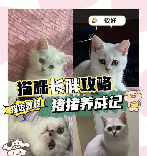 如何让宠物猫脸变胖（以饮食为主的肥胖增重秘诀）