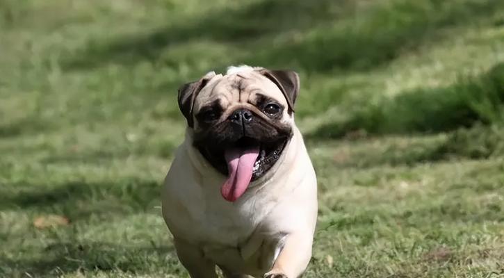 让你的八哥犬头变大的秘诀（以食物为主）