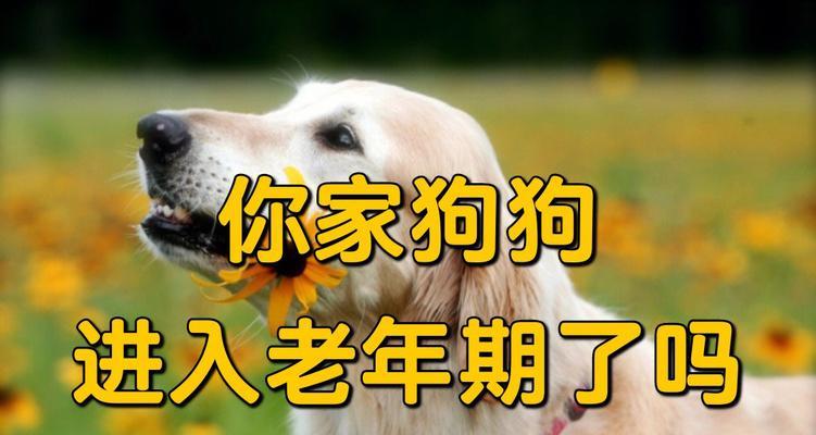 宠物狗的寿命有多少年（探究宠物狗寿命的因素及延长方法）