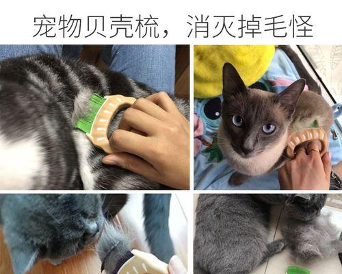 宠物猫皮肤病治疗指南（全面了解宠物猫皮肤病的治疗方法及常见药物）