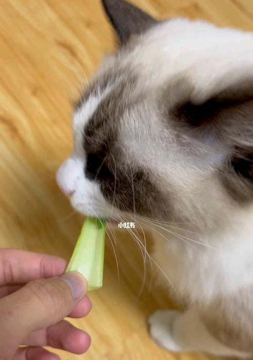 宠物猫的健康饮食指南（如何正确喂养宠物猫的蔬菜）