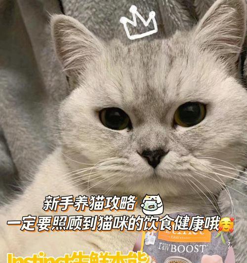 宠物猫的健康饮食指南（如何正确喂养宠物猫的蔬菜）