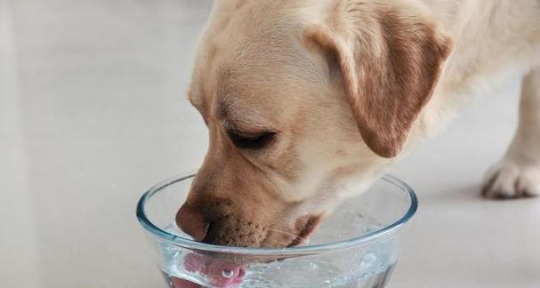 宠物犬如何健康饮食（掌握饮食规律）