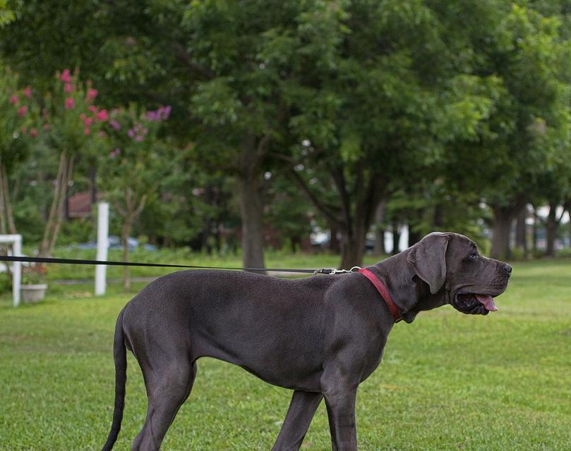 大丹犬——优雅与力量的结合（了解这种宠物的特点和习性）