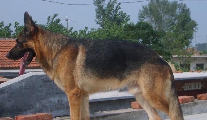 以德牧幼犬饮食规律解析（了解幼犬的饮食需求）