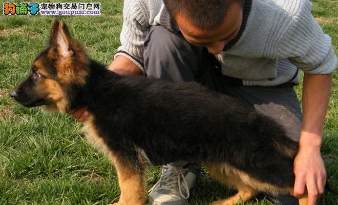 如何帮助德牧幼犬增重（宠物健康之路）