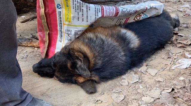 以德牧幼犬为什么吐（探寻吐的原因及预防措施）