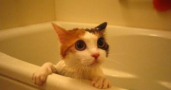 寒冬也要给爱宠洗澡——小猫如何洗澡（宠物护理指南）