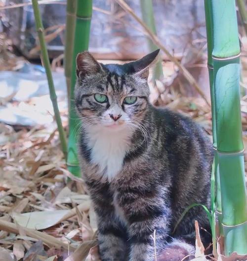 猫咪和狸花猫的友谊之道（以宠物为主的友情相处技巧）