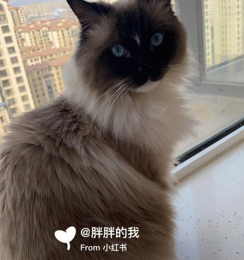 如何防止猫咪黑下巴（探讨布偶猫黑下巴的原因和预防方法）