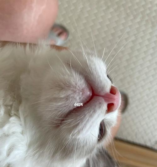 揭秘猫咪胡子的奥秘——为什么胡子是白色的（探究猫咪胡须的功能和特点）