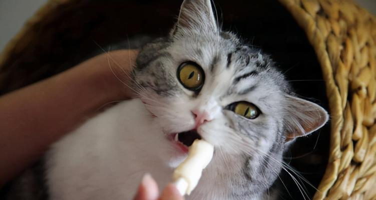 探究猫咪黄疸的原因及应对方法（为什么我的猫咪有黄疸）