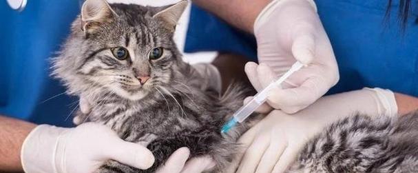 宝宝注射大腿肌肉，猫咪肌肉注射大腿位置有哪些注意事项（宠物肌肉注射）