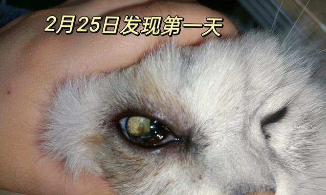 宠物猫咪急性拉稀血丝的预防与治疗（探究猫咪拉稀血丝的原因与解决方案）