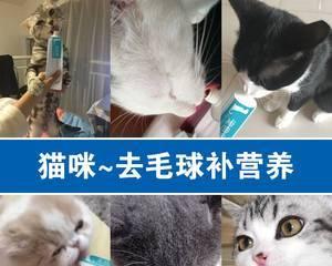 猫咪如何正确食用化毛膏（化毛膏对猫咪健康的重要性与正确使用方法）