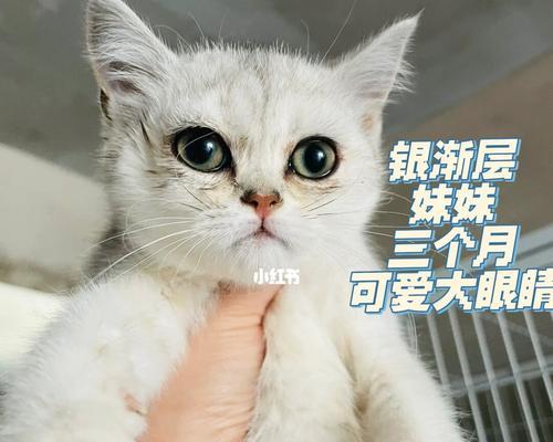 猫咪变声期（了解猫咪变声期对宠物养护的重要性）