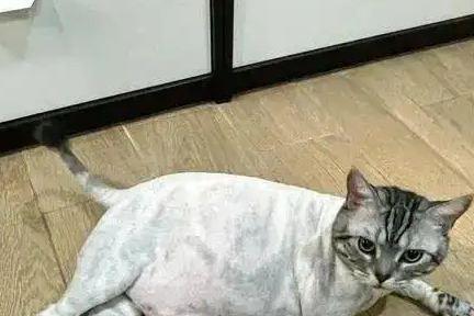 猫咪剃毛的年龄（宠物猫咪的毛发护理与健康）