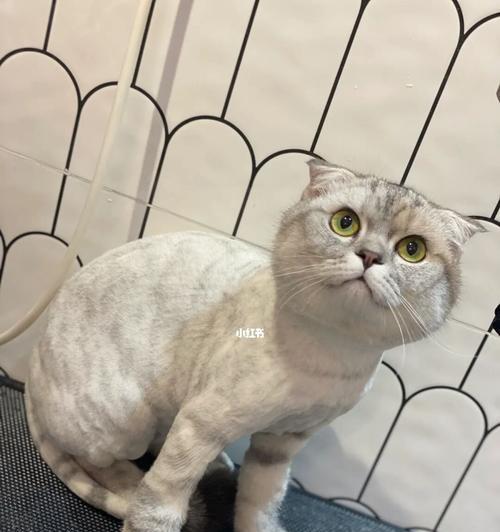 猫咪剃毛的年龄（宠物猫咪的毛发护理与健康）