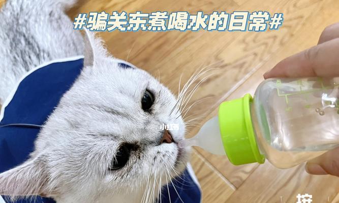 猫咪不喝水，你知道原因吗（揭秘猫咪不喝水的神秘原因及应对方法）