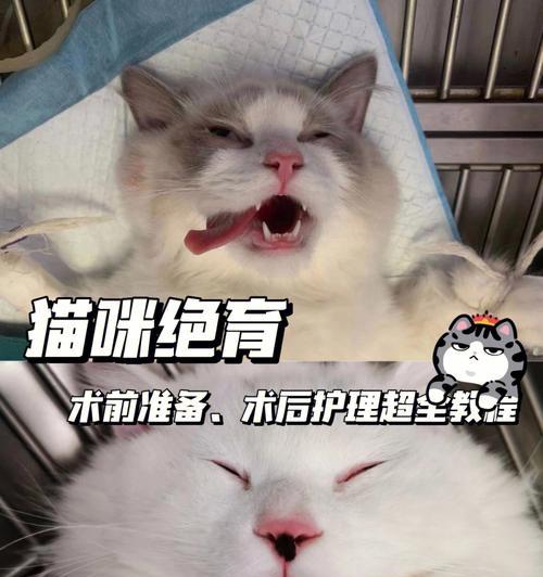 猫咪绝育后对其他猫的影响（绝育后如何适应同伴生活）