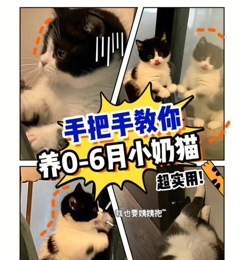 猫咪能否喝舒化奶（以宠物为主）