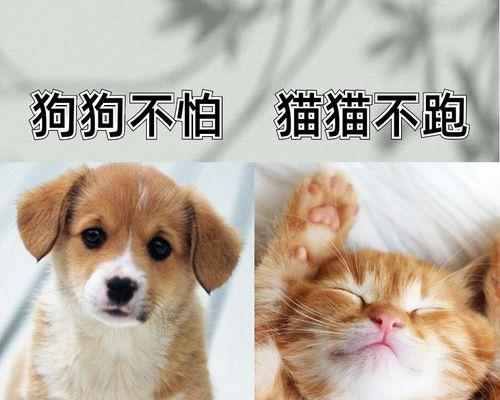 猫咪吹风机使用指南（让你的宠物焕然一新的技巧）