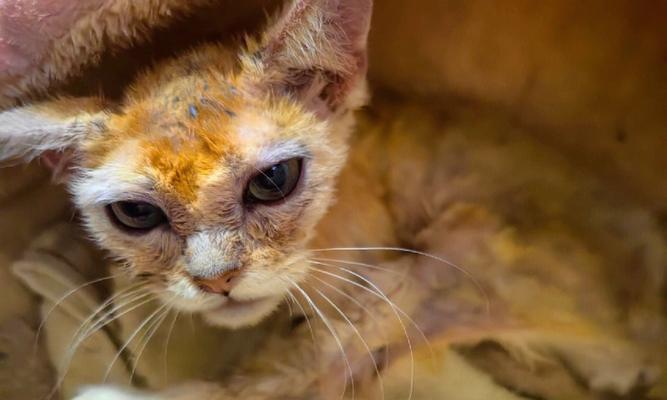 洁尔阴适用于猫咪吗（探讨猫咪使用洁尔阴的优缺点）