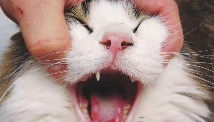 猫咪口腔溃疡的治疗与预防（从饮食开始）