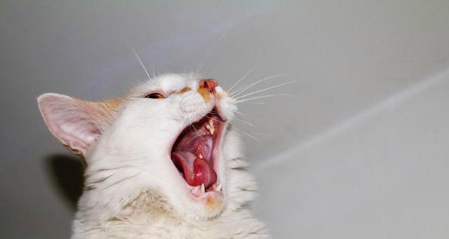 如何治疗猫咪口腔溃疡（宠物也需要口腔健康）