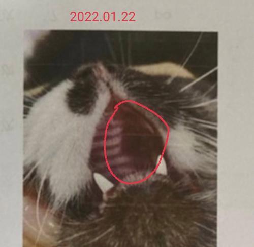猫咪口腔溃疡的治疗方法（粘液增多是症状之一）