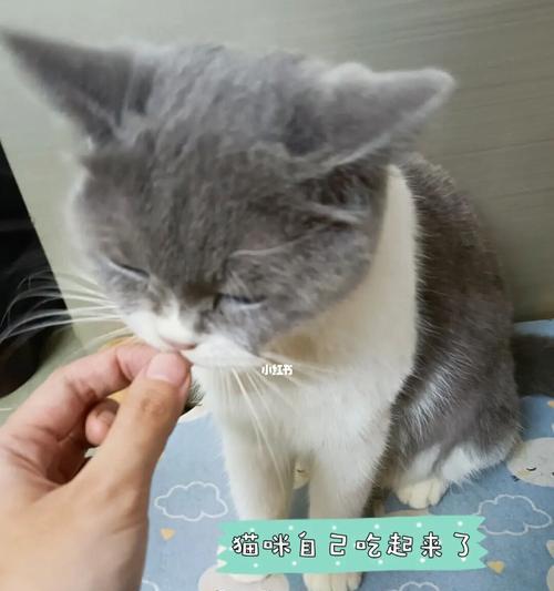 猫咪口腔炎的治疗药物详解（针对宠物口腔问题）