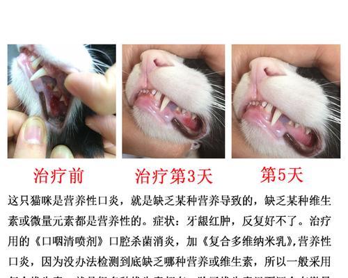 猫咪口腔炎的治疗药物详解（针对宠物口腔问题）