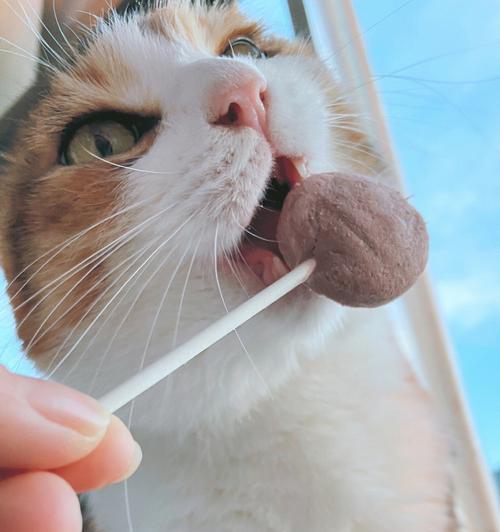 猫咪口水臭不吃东西的原因及解决方法