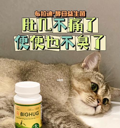 猫咪拉肚子怎么办（以宠物为主）