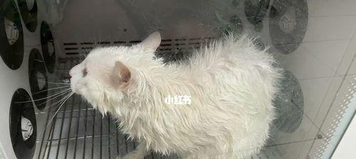 猫咪拉屎一半正常一半稀（如何判断猫咪排便是否异常）