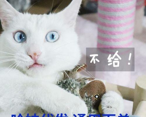 猫咪的排便次数（宠物主人必看的猫咪排便指南）