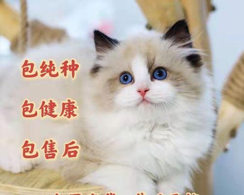 宠物猫拉屎出现白色条状，是什么原因（解决宠物猫拉屎问题的有效方法）