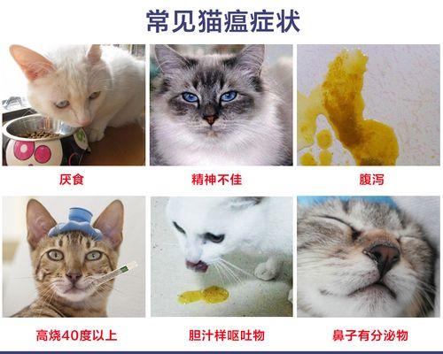 猫咪拉稀还叫（猫咪拉稀还叫的原因分析及解决方法）