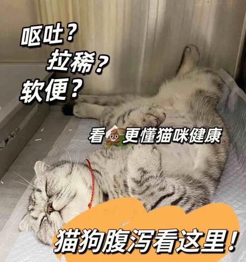 如何处理宠物猫咪的拉稀问题（掌握正确的方法）