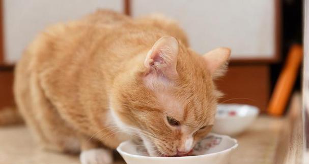 让宠物猫恢复健康，重获食欲的有效技巧（让宠物猫恢复健康）