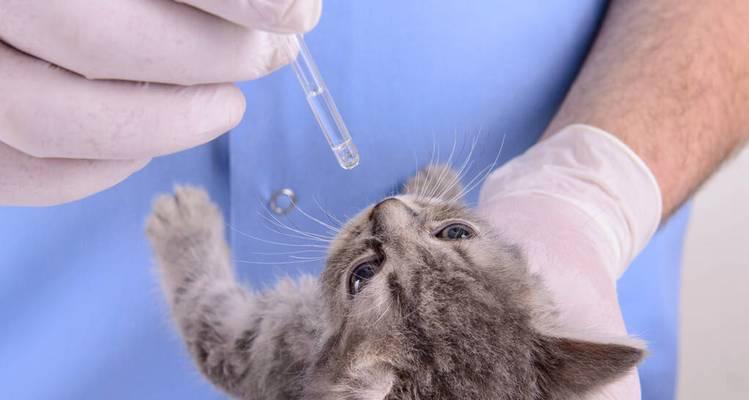 猫咪慢性胰腺炎的治疗方法（以宠物为主）