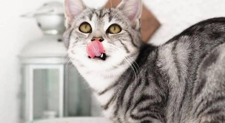 猫咪慢性胰腺炎的治疗方法（以宠物为主）