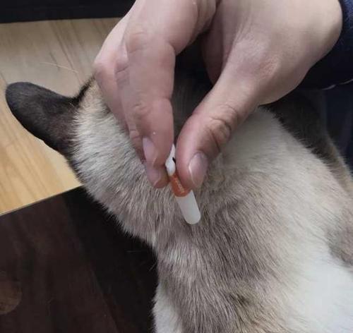 猫咪猫三联打（打完猫咪猫三联能保护宠物多久）